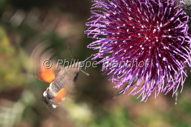 macroglossum stellatarum.JPG - Macroglossum stellatarumMoro sphinx ou sphinx colibri butinant un chardon  en vol stationnaireHummingbird hawk-mothLepidoptera, SphingidaeFrance